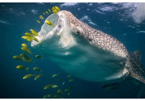 What Do Whale Sharks Eat Diet And Facts