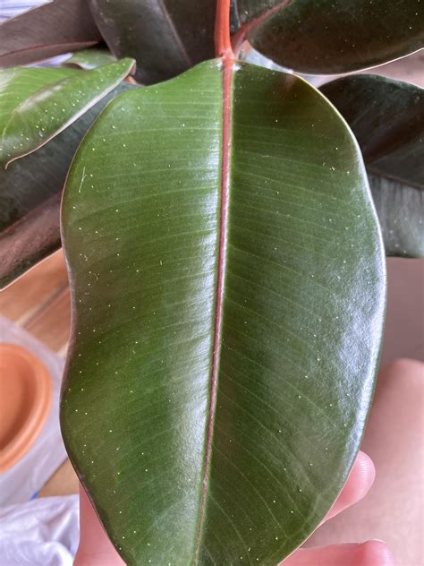 What Are Those White Dots On The Leaves Of Ficus I See Many Other