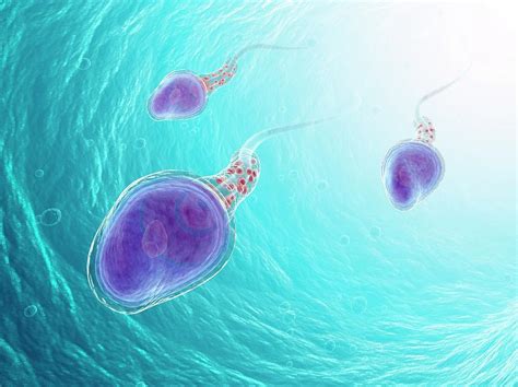 human sperm cells photograph by andrzej wojcicki science photo library fine art america
