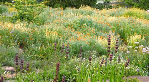 Meadow Garden Design Ideas