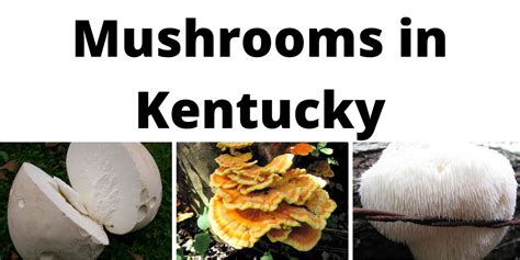 A Comprehensive List Of Common Wild Mushrooms In Kentucky