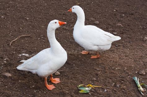 Domestic Farm Animals White Geese Stock Photo Image Of Farm Poultry