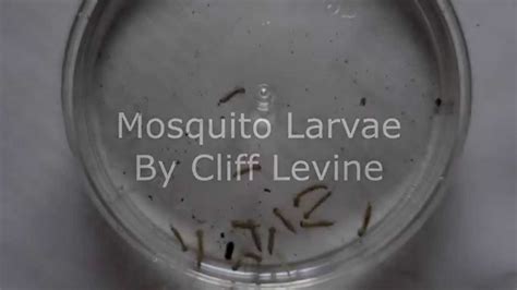 It uses bti yo kill mosquitoes. How to kill mosquito larvae in stagnant water - YouTube