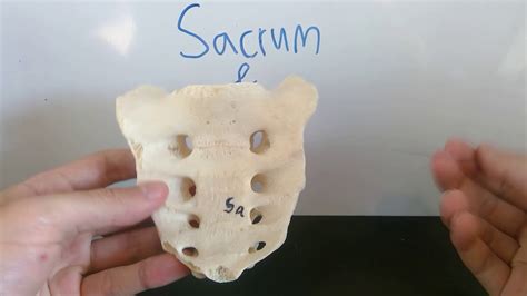 Sacrum And Coccyx Youtube