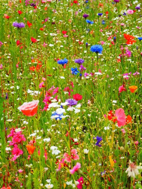 Color Photography Of Blooming Meadow Stock Photo Image Of Colorful