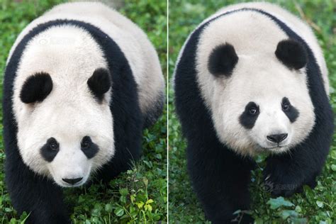 Visit Panda In Korean Korea Panda Base Le Bao Ai Bao