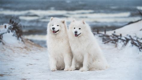 Two White Samoyed Dogs Are Sitting On Snow In Blur Ocean Waves
