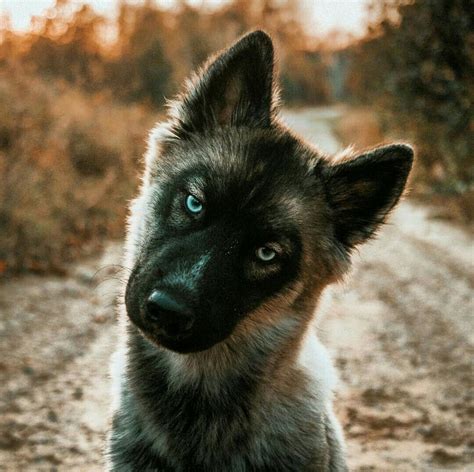 German shepherd husky mix dogs can make extraordinary pets for the right families with their lovely personalities, give them love, care and consistent work and you. Pin by Ayala on Huskies | Dog mixes, German shepherd husky ...