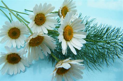 Drying Daisies With Silica Gel Sand Dried Flower Craft