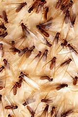 Termites For Sale Images