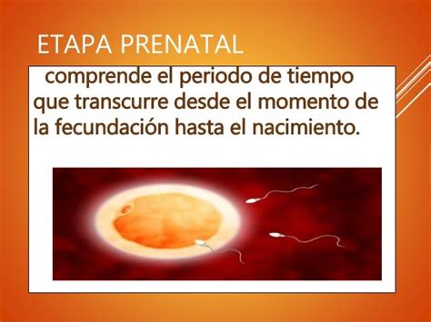 Etapa Prenatal 2 2