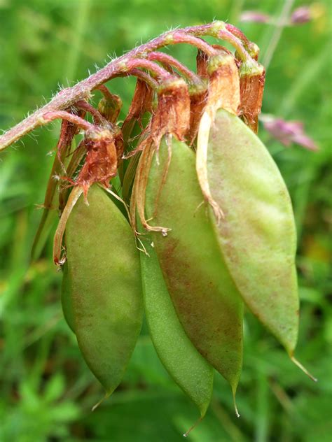 Photographs Of Vicia Orobus Uk Wildflowers Seed Pods