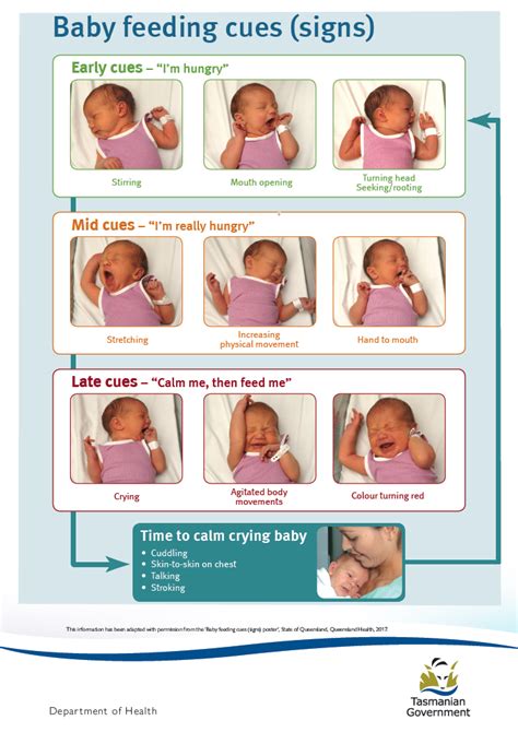 Baby Feeding Cues Poster Tasmanian Department Of Health