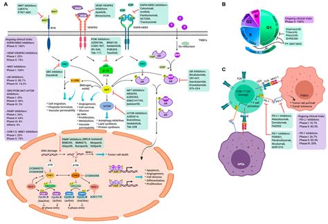 Cancers Free Full Text Triple Negative Breast Cancer Current