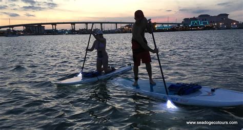 Sup Glow Paddle Tours 2 Sea Dog Eco Tours Fmb 231 335 7278