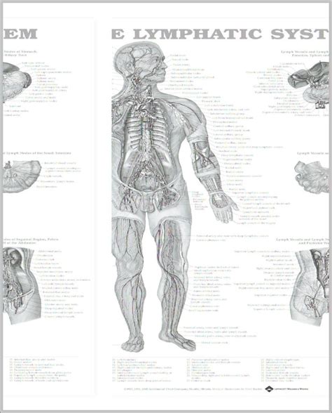 Lymphatic System Image Anatomy System Human Body Anatomy Diagram