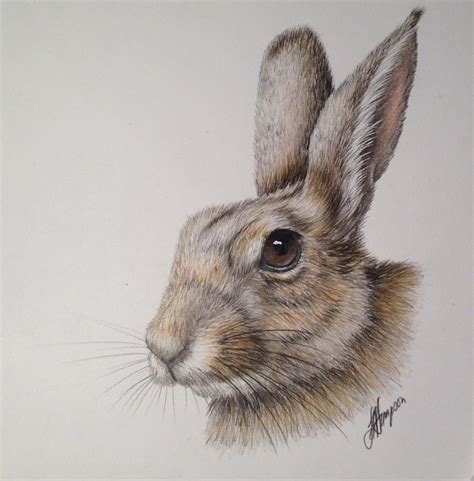 Wild Rabbit Beginners Natural History Coloured Pencil Drawing
