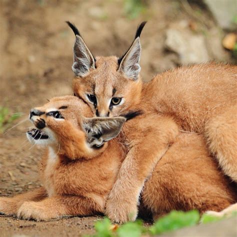 Wild Beauty Caracal The Elegance Of The Tufted Ears Healthy Magazine