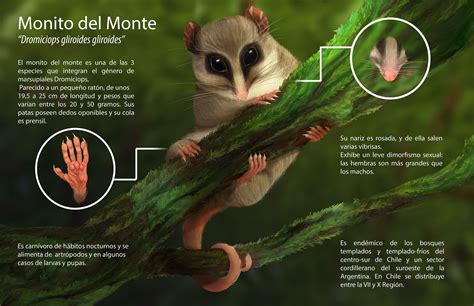 Infographic Monito Del Monte Behance