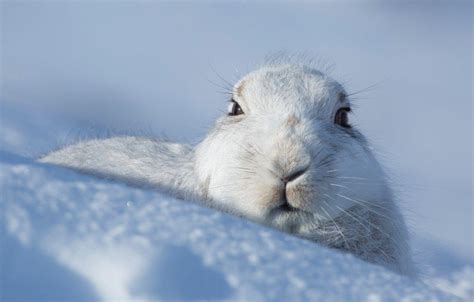 winter bunny wallpapers top free winter bunny backgrounds wallpaperaccess