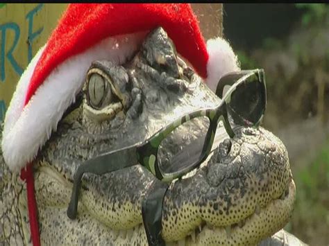 40 Crazy Gator Photos From The Last 2 Years Gallery Abcactionnews