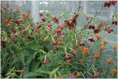 I keep mine under my covered patio where it gets morning sun. Southeast Florida Garden Evolvement: March 2012