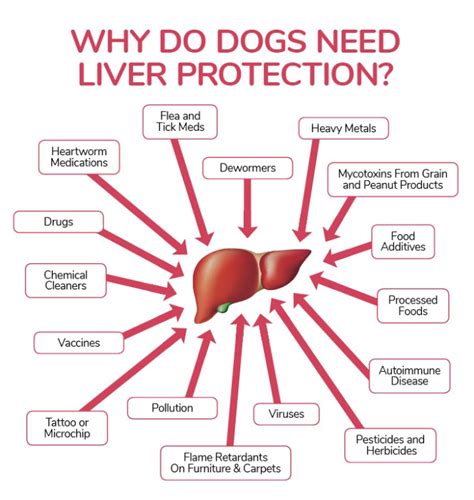 Spot The Early Signs Of Liver Disease In Dogs Dogs Naturally Magazine