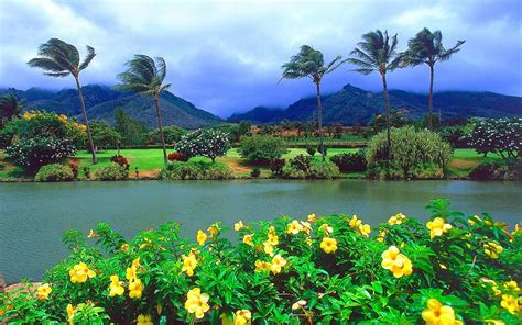 Largest Palm Islands 1080p Nature Maui Mountain Tropical Tree