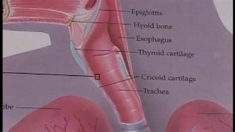 Could Oral Sex Cause Throat Cancer Kgbt
