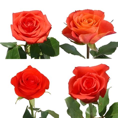 Wholesale Dark Orange Roses ᐉ Bulk Dark Orange Roses Online In Fiftyflowers