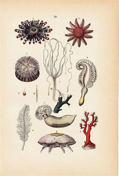 1880 Antique Sea Life Print Hand Colored By Twocatsantiqueprints 19