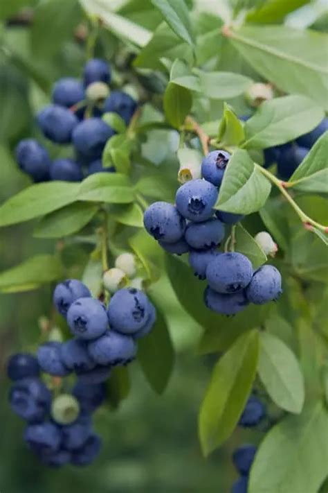 Buy Northcountry Blueberry Plant Free Shipping Wilson Bros Gardens