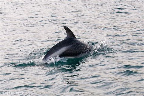 Peales Dolphin Dolfijn Van Peale Lagenorhynchus Australis Photo