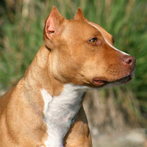 Dog Ear Crop Styles Good Pit Bulls