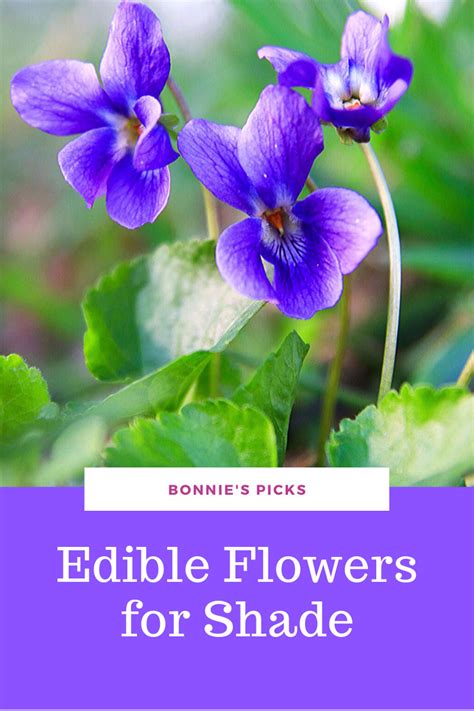 If you want to cultivate your own edible flowers in your garden there are many choices you could plant to. Edible Flowers For Shade: Beautiful Shade Flowers You Can Eat