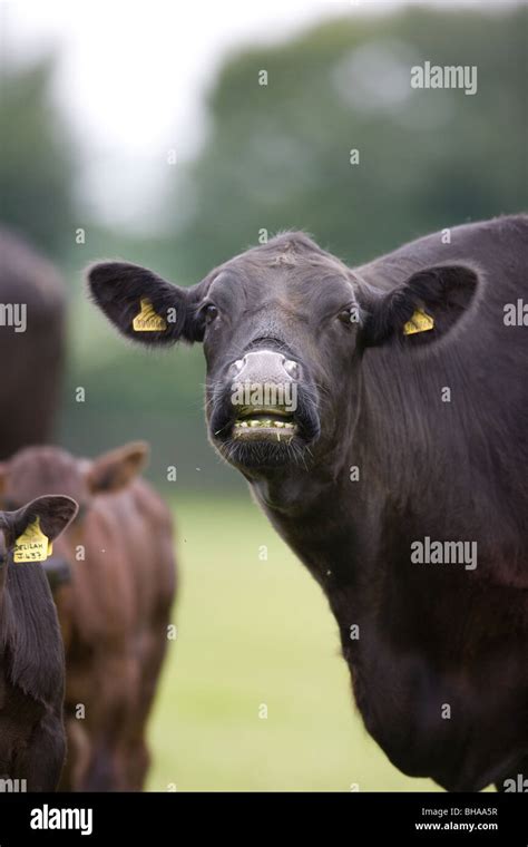 A Cow Showing Her Teeth Stock Photo 27887043 Alamy