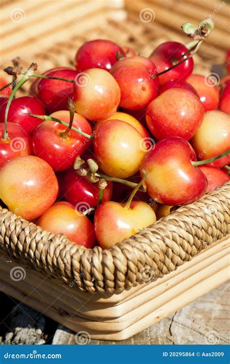 White Cherries Stock Photo Image Of Healthy Colorful 20295864