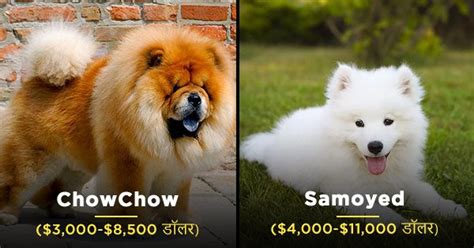Most Expensive Dogs In The World ये हैं दुनिया के 10 सबसे महंगे डॉग्स