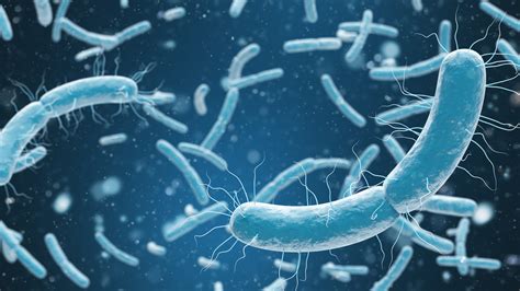 Escherichia Coli E Coli Mercatrace