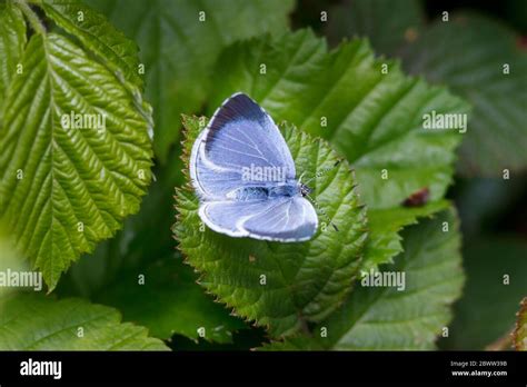 Holly Blue Butterfly Celastrina Argiolus Uk Garden Stock Photo Alamy