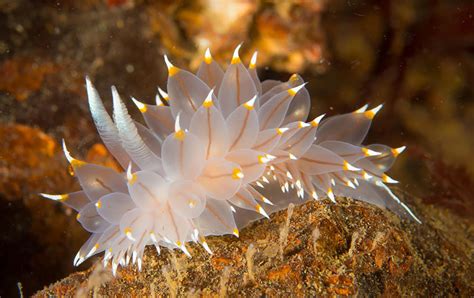 Most Colorful Sea Slugs On Earth