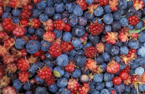 Filealaska Wild Berries Wikimedia Commons