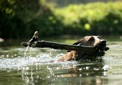 Maybe you would like to learn more about one of these? Swimming Makes My Dog Smell Musty