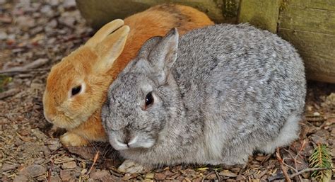 We did not find results for: Can rabbits eat peanuts? - PetSchoolClassroom