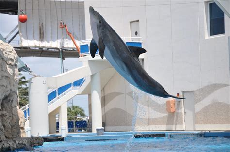 Texas State Aquarium 043 Dolphin Jay Morgan Flickr