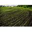 Crop Rotation 7 Steps For Soil Health  EcoFarming Daily