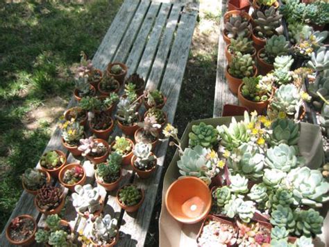 De Lovely Affair Diy Ideas Mini Succulents Eco Friendly Budget