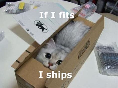 If It Fits I Ships Funny Cute Memes Cat Meme Funny Quote Funny Quotes