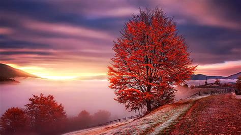 Hd Wallpaper Red Leaves Red Tree Autumn Tree Autumn Landscape