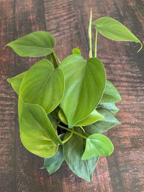 Philodendron Cordatum Heart Shaped Philodendron 4 Pot Etsy